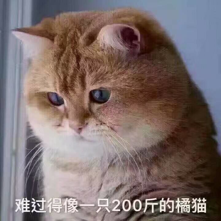 难过得像一只200斤的橘猫