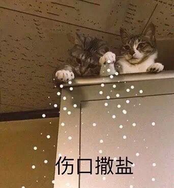 猫咪:伤口撒盐-i表情表情包