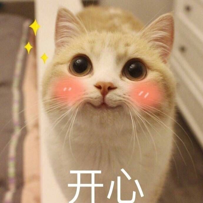 猫咪脸红:开心-i表情表情包