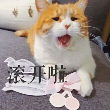 猫咪张大嘴叫:滚开啦-i表情表情包